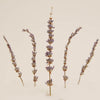 Lavender - Hand Cut