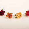 Assorted Roses - Hand Cut